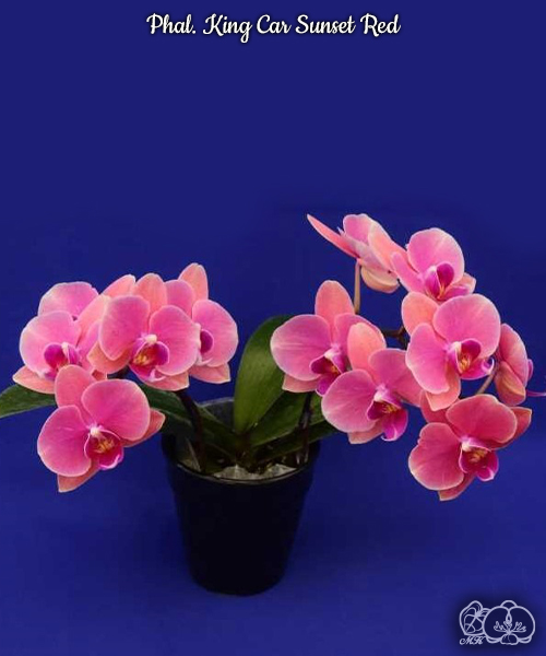 美琪園藝Miki Orchid - 品種詳細頁